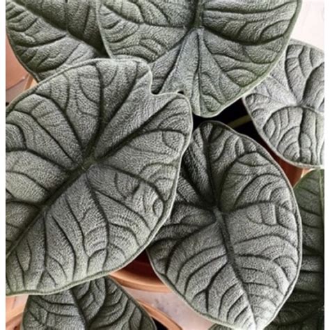 白犀牛觀音蓮|【犀牛皮觀音蓮Alocasia melo A. Hay拆水苔介質】照。